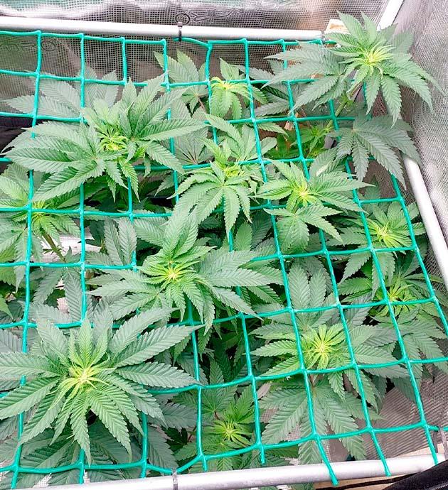 Куст Booberry Cookies RBX на 9 неделе развития