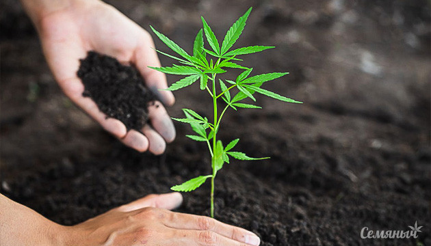 Удобрения для конопли своими руками