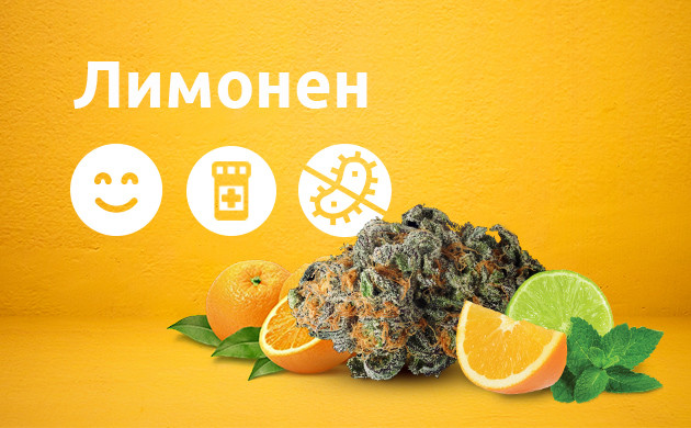 Терпен лимонен Свойства лимонена