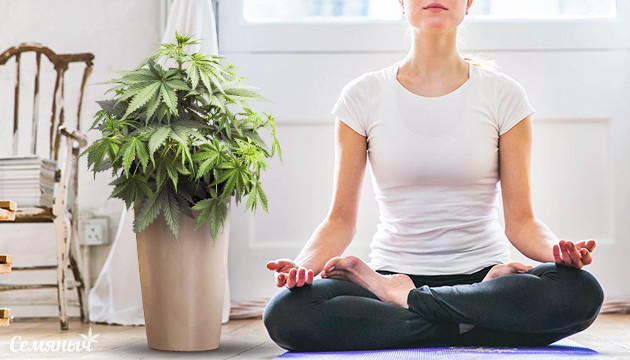 Медитация под марихуаной Марихуана и медитация