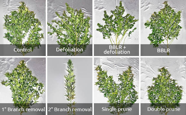 Структура крон всех групп исследования Архитектура строений 8 групп растений