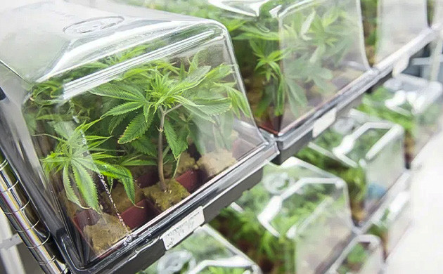 Конопля для скрещивания Выращивание конопли для скрещивания