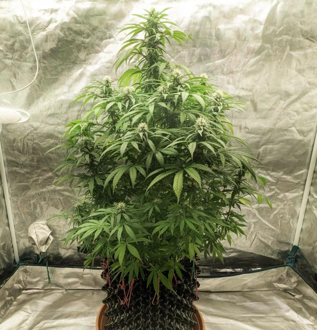 Zoap: цветение и тримминг Вызревание шишек Zoap