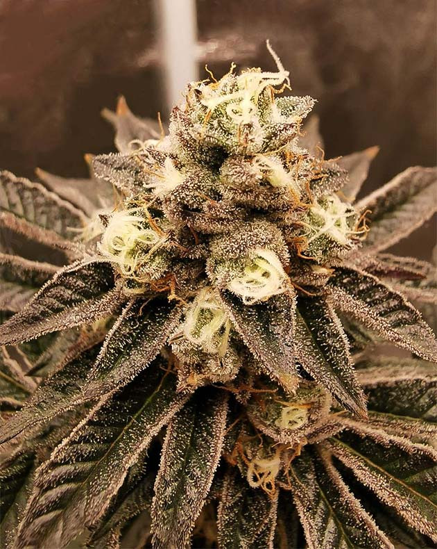 Подготовка к харвесту куста Соцветие зелено-фиолетового цвета