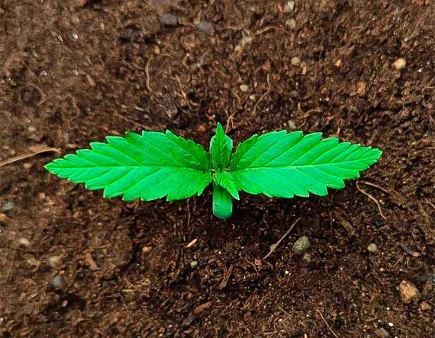 Росток Guava Auto от FastBuds