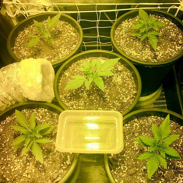 Вторая неделя выращивания марихуаны