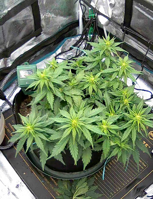 Начало стадии цветения Куст ростом 30 см