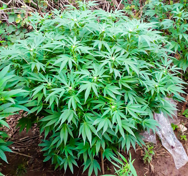 Первые недели цветения сорта Golosa Формирование бутонов на кусте