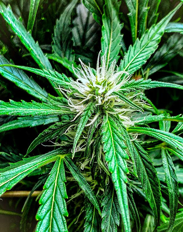 Перевод на цветение куста Auto Cinderella Jack