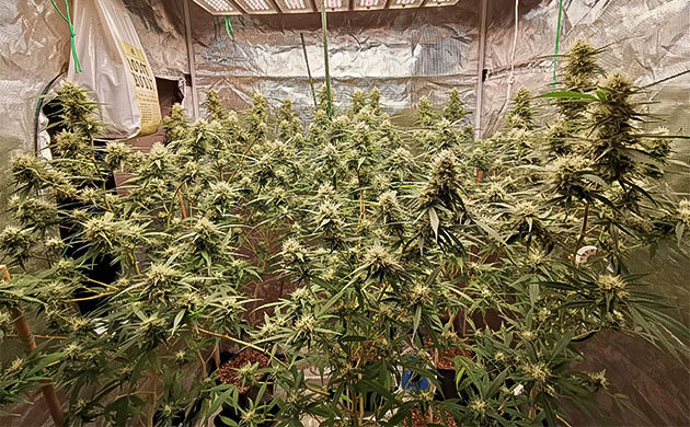 Набор массы шишек