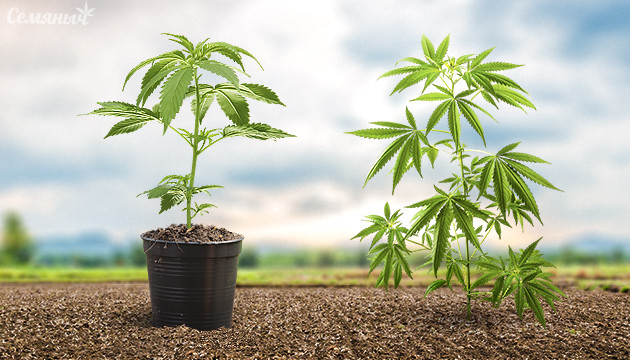 Горшок или открытый грунт Куст в горшке и на грядке