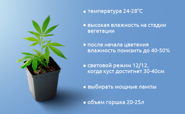 Выбор горшков и ламп для сативы Условия для максимального урожая сативы