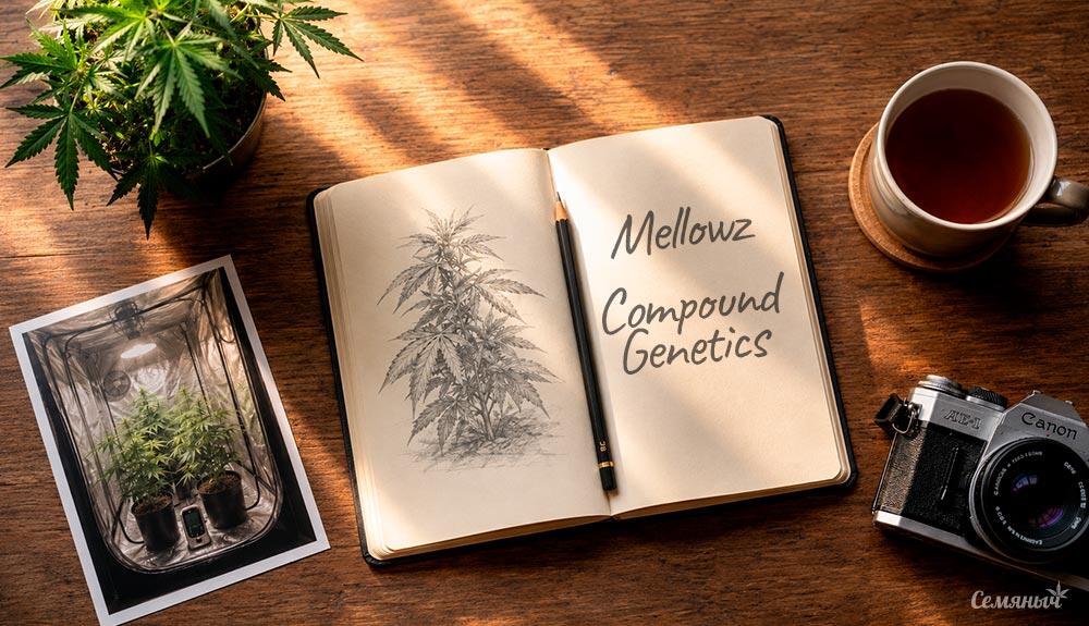 Выращивание сорта марихуаны Mellowz от Compound Genetics Гроурепорт сорта Mellowz от Compound Genetics