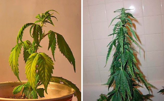 Недостаток влаги