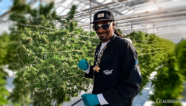 Снуп Догг вложил $5,6 млн в британскую клинику Mamedica