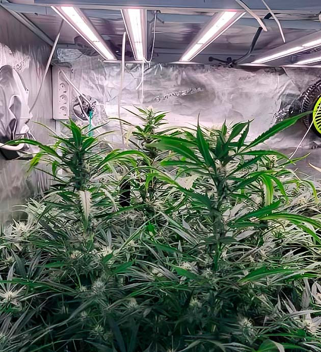 Шишки набирают объем Amnesia Zkittlez Auto Как жара повлияла на Amnesia Zkittlez Auto