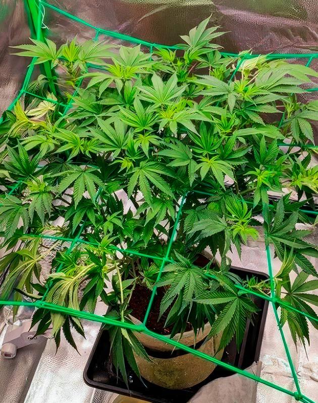 Куст 50 Dragons от UKHTA на 7 неделе