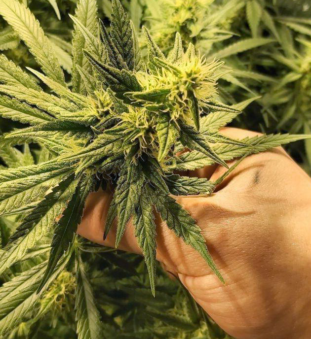 Рост соцветий на 10 неделе выращивания