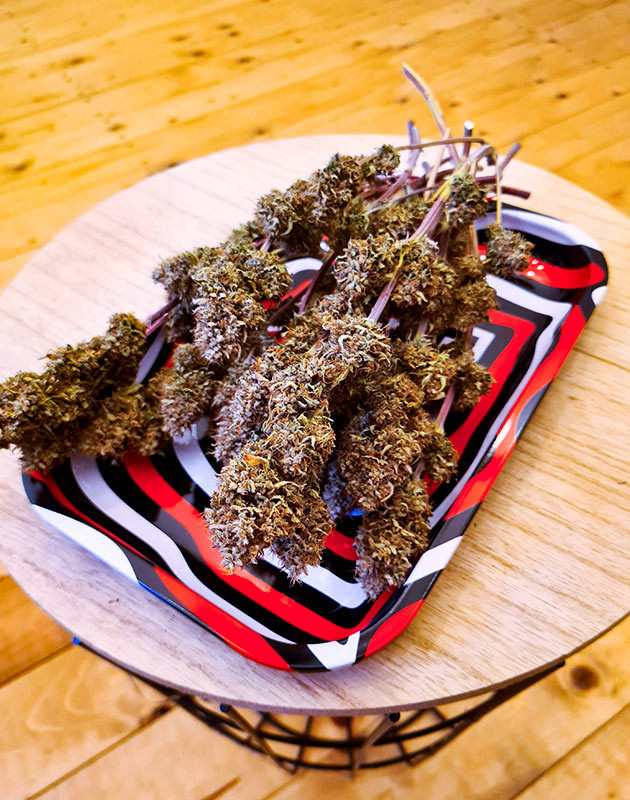 Собранные шишки Cherry Cola Auto