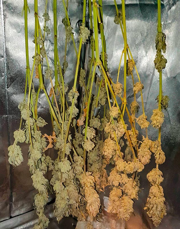 Сбор урожая и впечатления гровера Харвест