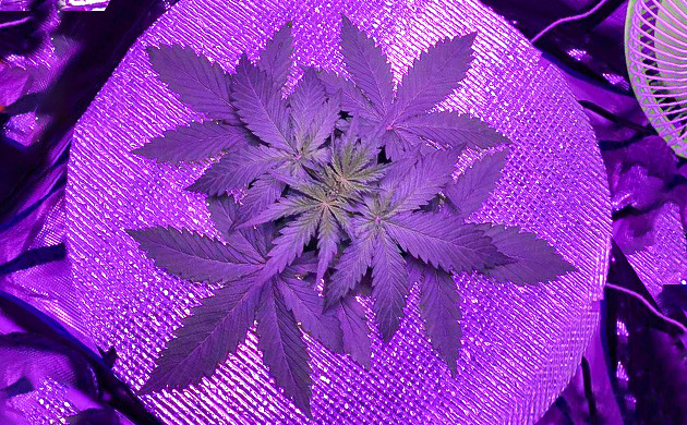 Куст каннабиса 9 см Куст каннабиса в гидропонной установке