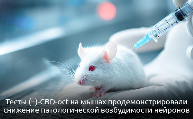 Почему (+)-CBD-oct работает иначе, чем обычный КБД