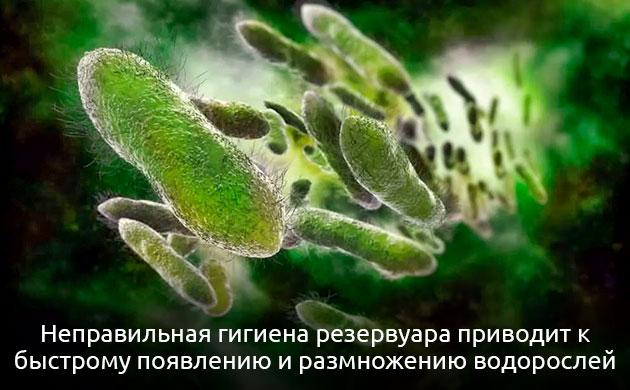 Минусы выращивания на аквапонике Недостатки аквапоники для выращивания конопли