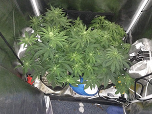 Куст марихуаны Gorilla Auto высотой в 45,72 см Кусты Gorilla Auto на 5 неделе выращивания