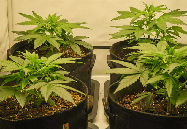 Кусты Apollo F1 Auto ростом 30 см