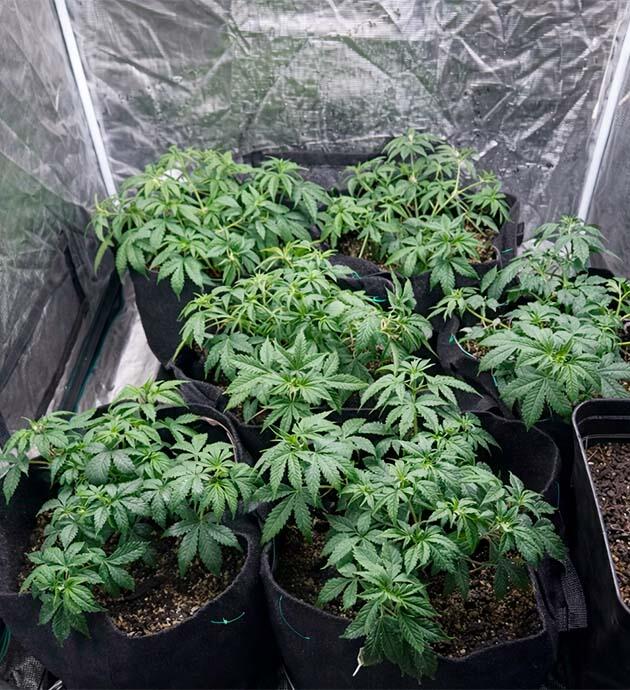 Легкий полив и внекорневая обработка перед LST