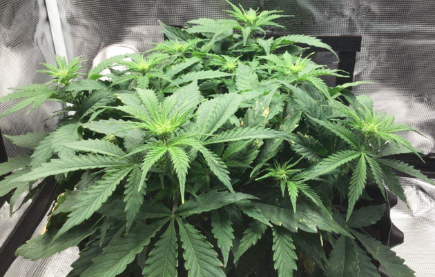 Оптимальные условия в палатке для Godzilla Cookies Auto Первая неделя цветения Годзилла кукис авто