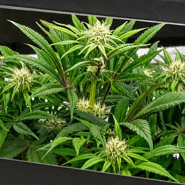 Кусты Sticky Sherbert GG на фазе цветения