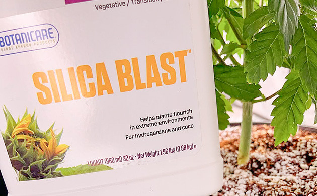 Укрепление каннабиса с помощью кремния Кремний в питании конопли