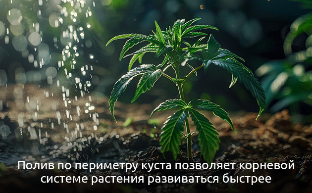 Корневая система конопли и влажность почвы Гидротропизм: поиск влаги
