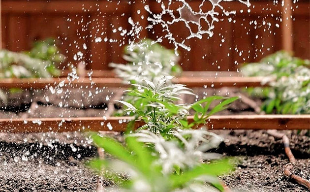 Пестициды для конопли