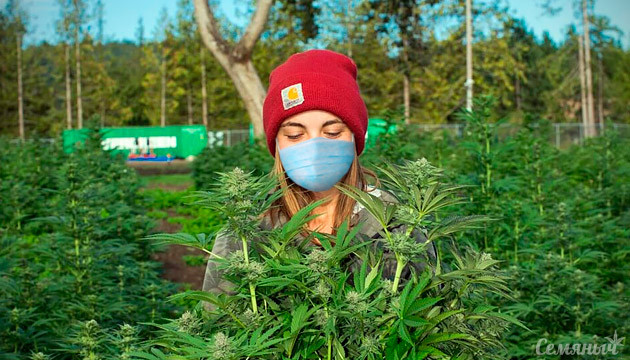 Выращивание в аутдоре в период карантина Аутдор в период карантина