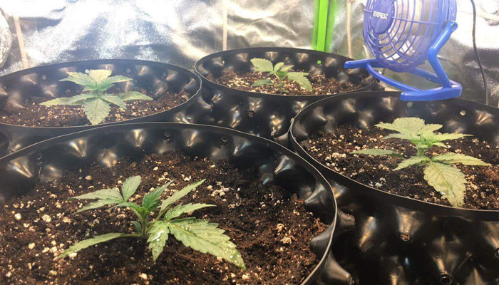 Вегетация Jack 47 Auto