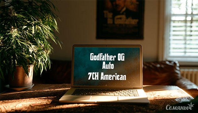 Гроурепорт сорта Godfather OG Auto от 7CH American