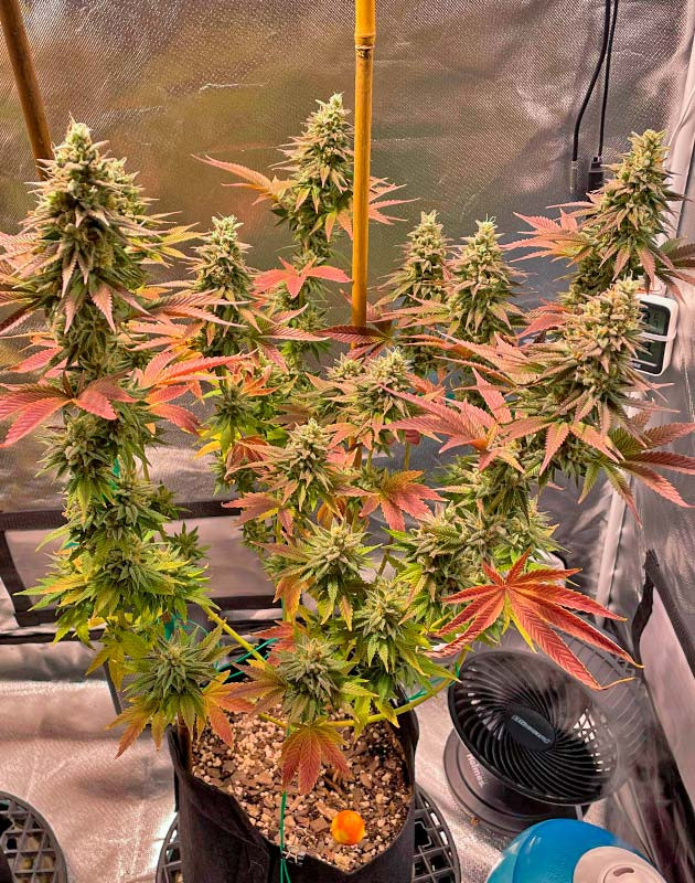 Куст White Wedding RBX на 14 неделе 