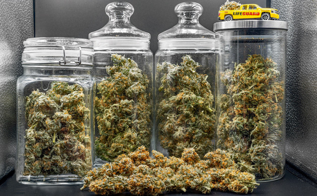 Урожай конопли от Delicious Candy Early Version fem Шишки марихуаны