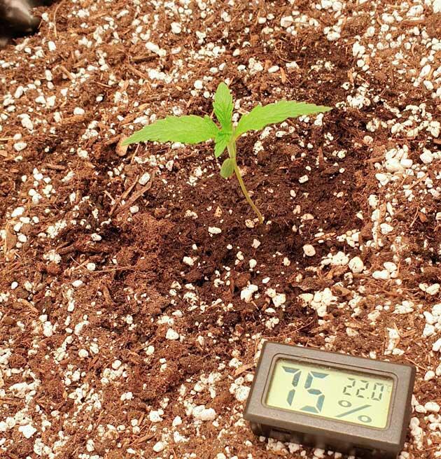 Развитие куста и полив Росток Hellfire OG Auto на 2 неделе