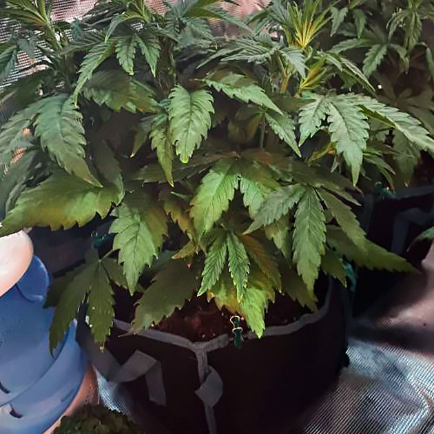 Признаки переизбытка азота на листьях Пожелтевшие нижние лиcтья куста