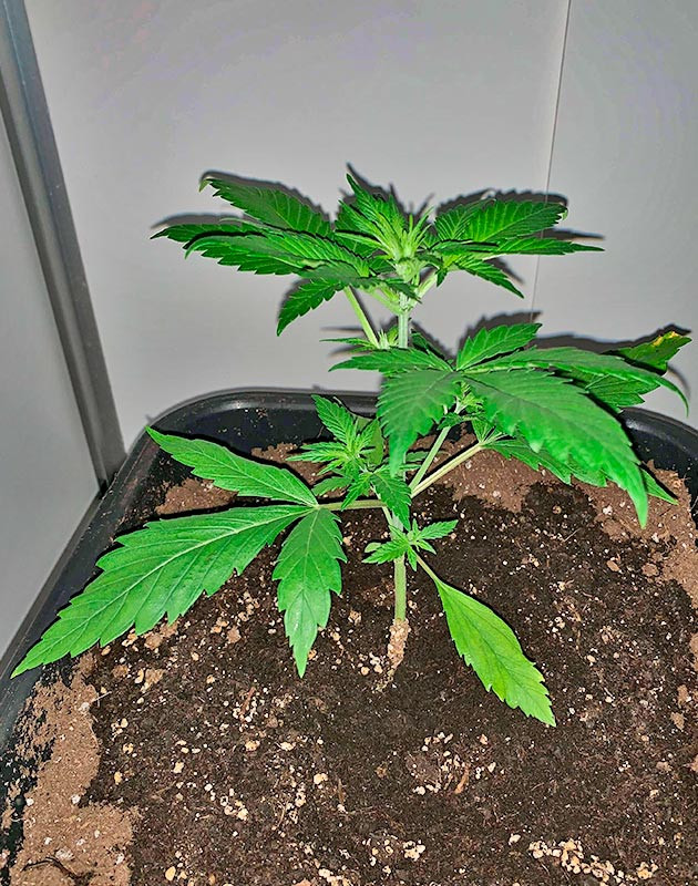 Куст Zkittles Auto от сидбанка Семяныч на стадии вегетации