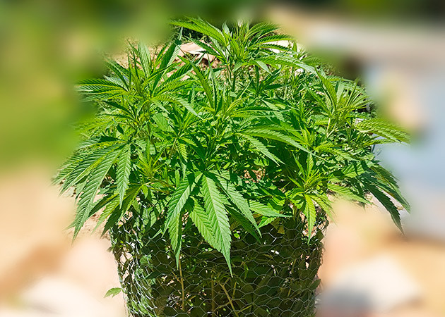 Выращивание сорта конопли Runtz Muffin Стимуляция роста куста Runtz Muffin