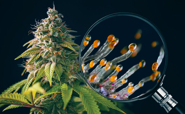 Янтарные трихомы