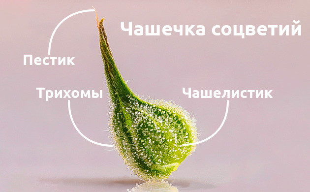 Чашечки соцветий конопли Роль и внешний вид чашечек в бутоне конопли