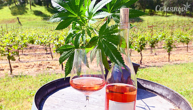 Конопляное вино Бутылка вина и листья конопли