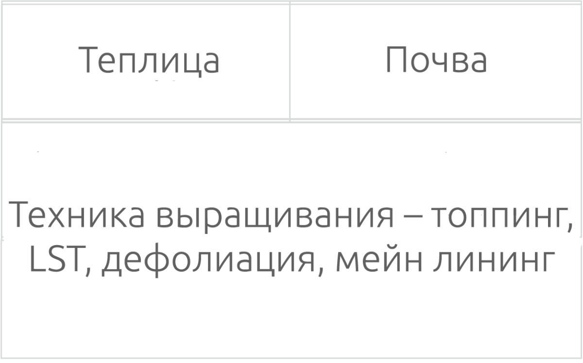 Выращивание сорта конопли La Bomba