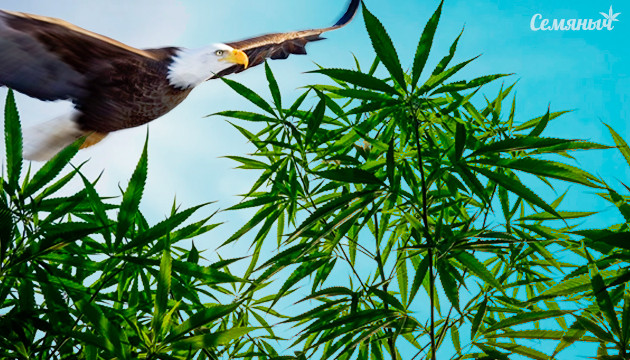 Сатива в ауте