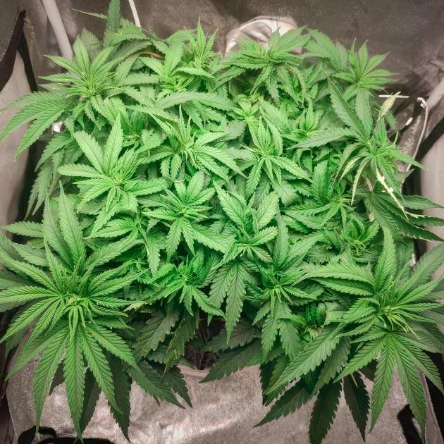 Куст Super Silver Haze от Green House Seeds на 5 неделе